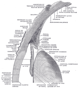 A diagram of the human iris, showing the different fibrous layers. Original image from Wikimedia Commons,