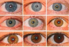 Eye color is measured on the Martin-Schultz scale, which is gauged on a 16-point spectrum.  1 is light blue, 16 is dark brown to black.