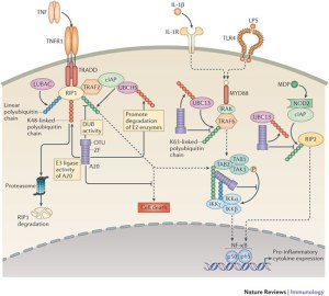An illustration of protein A20, which controls immune responses. Original image from the journal Nature.